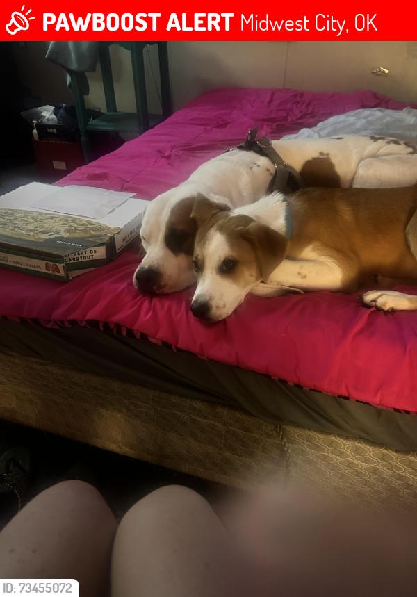 Lost Female Dog last seen 15th and air depot, Midwest City, OK 73110