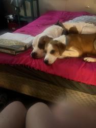 Lost Female Dog last seen 15th and air depot, Midwest City, OK 73110