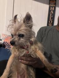Found/Stray Female Dog last seen Huntington, Duarte, CA 91010