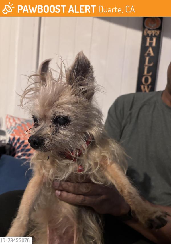 Found/Stray Female Dog last seen Huntington, Duarte, CA 91010