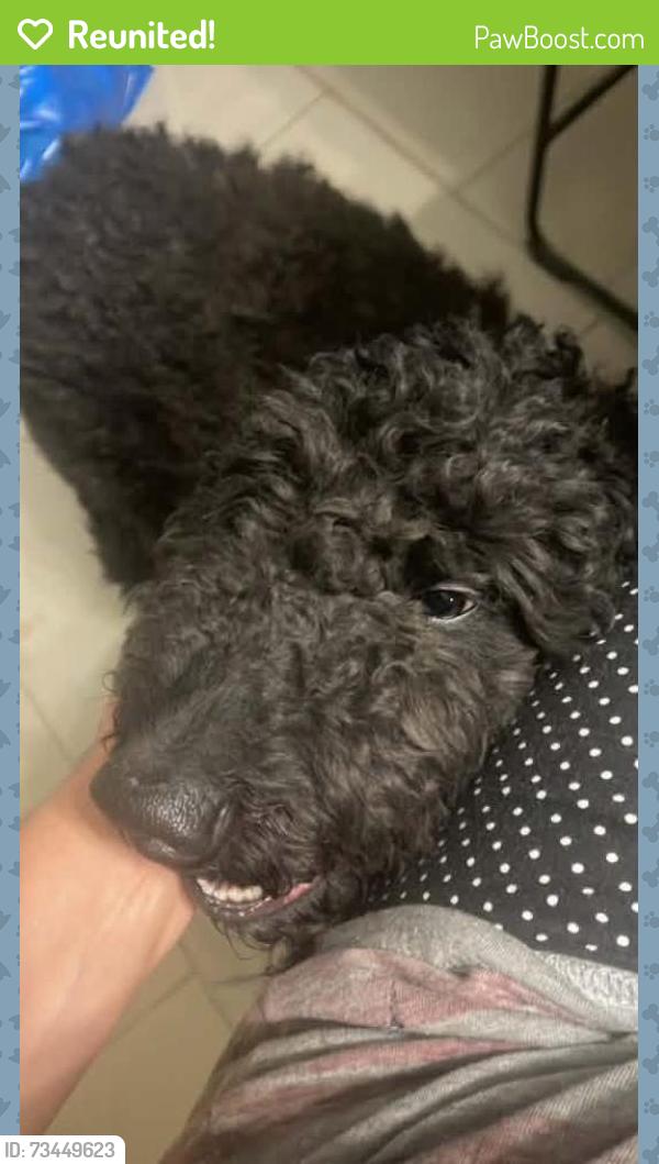 Reunited Male Dog last seen Near Lula Carter Rd, Newport News, VA 23603, USA, Newport News, VA 23603