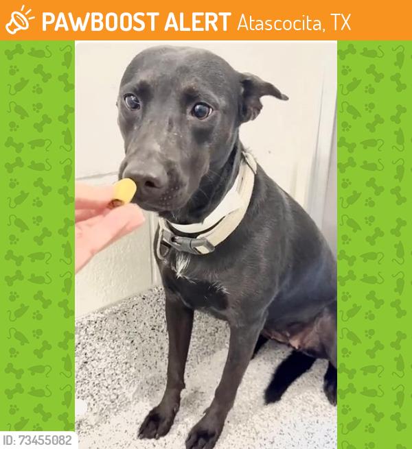 Found/Stray Female Dog last seen Near 12 Fairway Ln, Atascocita, TX 77346, Atascocita, TX 77346
