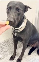 Found/Stray Female Dog last seen Near 12 Fairway Ln, Atascocita, TX 77346, Atascocita, TX 77346