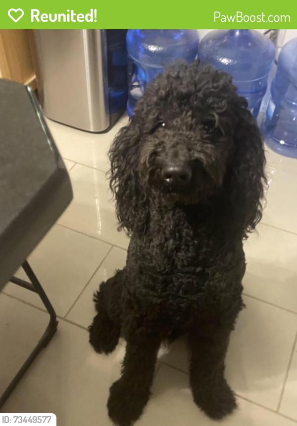 Reunited Male Dog last seen Near Lula Carter Rd, Newport News, VA 23603, USA, Newport News, VA 23603