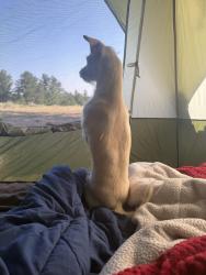 Lost Female Dog last seen Apt J103, Cheyenne, WY 82007