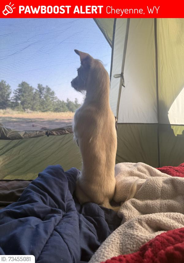 Lost Female Dog last seen Apt J103, Cheyenne, WY 82007