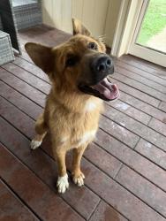 Found/Stray Female Dog last seen Quail lake dr, San Antonio, TX 78244