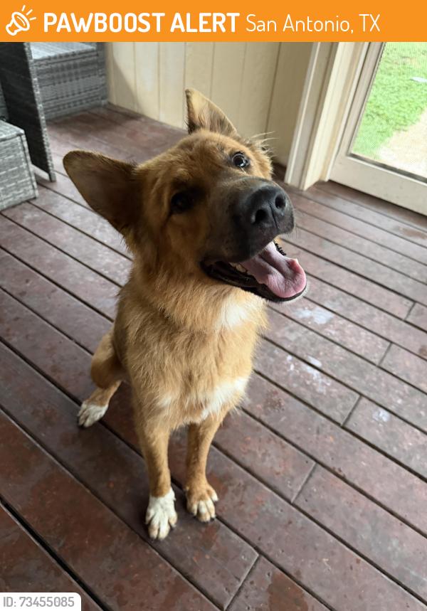 Found/Stray Female Dog last seen Quail lake dr, San Antonio, TX 78244
