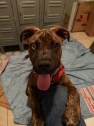 Reunited Male Dog last seen 32nd St & Clinton Ave, Minneapolis, MN 55408