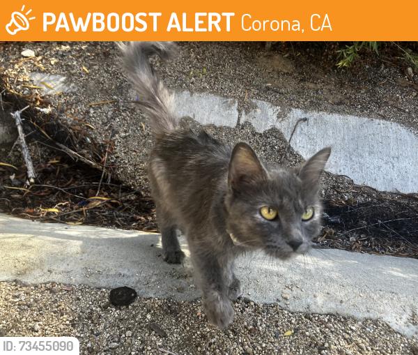 Found/Stray Female Cat last seen Promenade Park near MarryHellen St., Corona, CA 92879