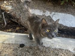 Found/Stray Female Cat last seen Promenade Park near MarryHellen St., Corona, CA 92879