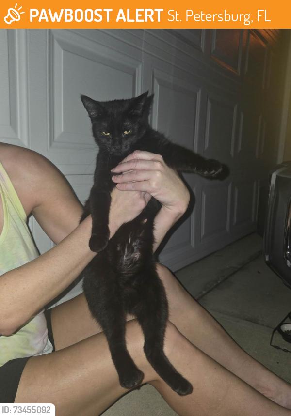 Found/Stray Unknown Cat last seen Carillon and BackBay around walking path on lake, St. Petersburg, FL 33762