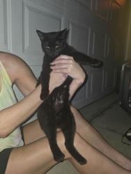 Found/Stray Unknown Cat last seen Carillon and BackBay around walking path on lake, St. Petersburg, FL 33762