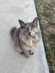 Found/Stray Female Cat last seen Doty & 109th, Inglewood, CA 90303