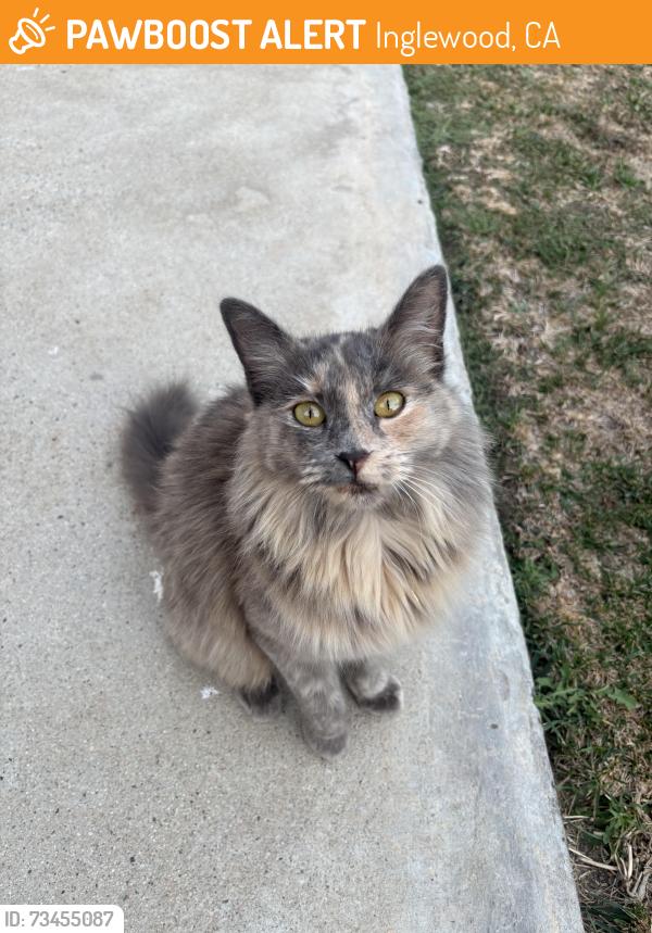 Found/Stray Female Cat last seen Doty & 109th, Inglewood, CA 90303