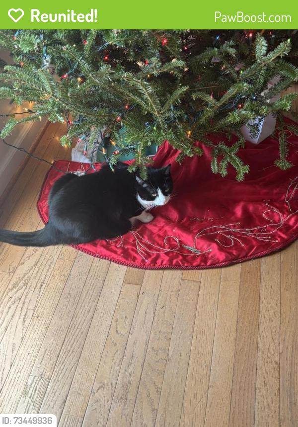 Reunited Female Cat last seen Devlin rd, Linton Hall, VA 20136