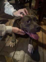 Found/Stray Female Dog last seen Warwick blvd, Newport News, VA 23601