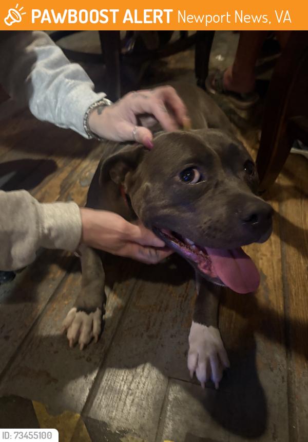 Found/Stray Female Dog last seen Warwick blvd, Newport News, VA 23601