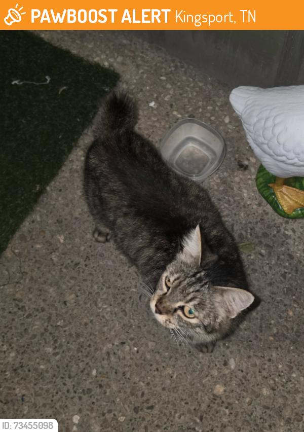 Found/Stray Unknown Cat last seen Brandy Mill apmts, Kingsport, TN 37660