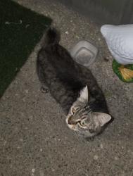 Found/Stray Unknown Cat last seen Brandy Mill apmts, Kingsport, TN 37660