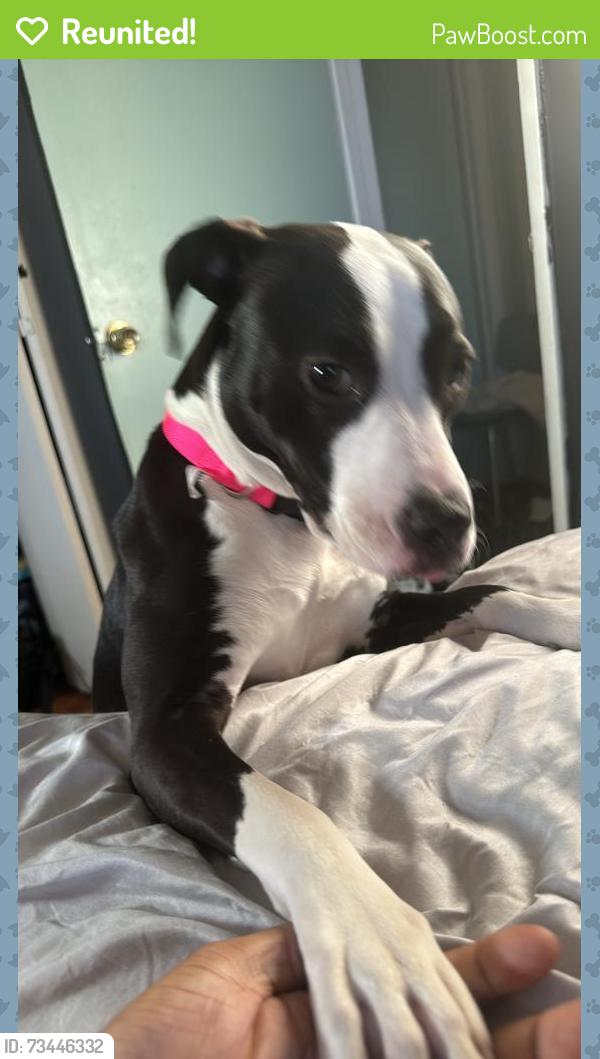 Reunited Female Dog last seen Watts lane, Richmond, VA 23223