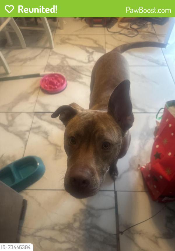 Reunited Male Dog last seen Watts lane, Richmond, VA 23223