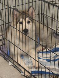 Found/Stray Male Dog last seen Winco, Flower Mound, TX 75022