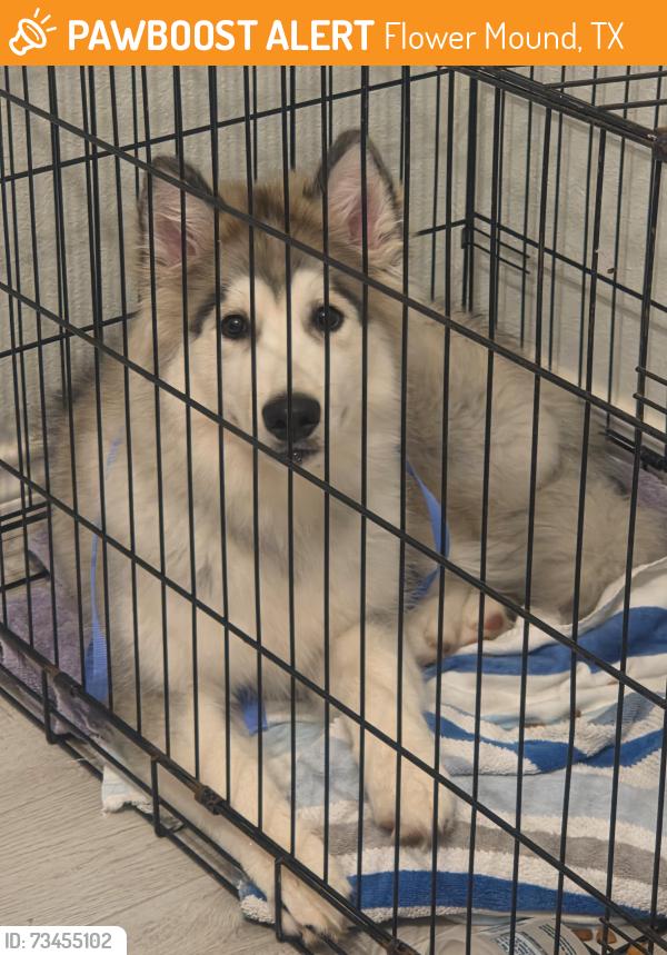 Found/Stray Male Dog last seen Winco, Flower Mound, TX 75022