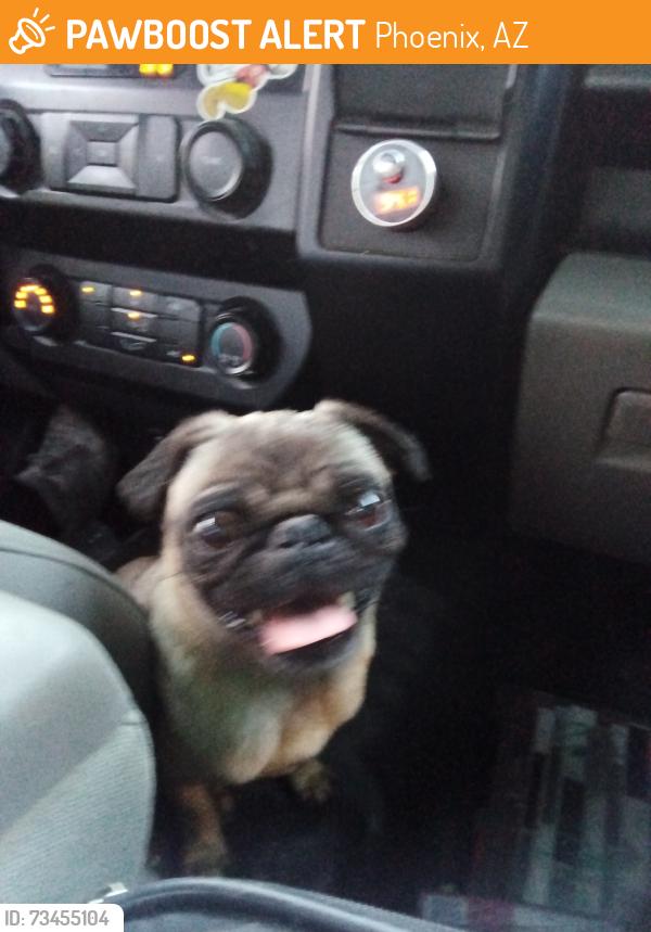 Found/Stray Female Dog last seen 51st ave baseline Rd, Phoenix, AZ 85042