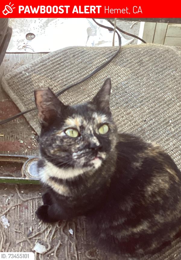 Lost Female Cat last seen Cawston and cloudywing, Hemet, CA 92545