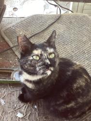 Lost Female Cat last seen Cawston and cloudywing, Hemet, CA 92545