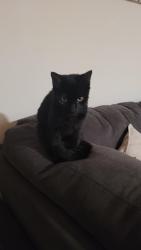 Reunited Female Cat last seen Route 29, Falls Church, VA 22046