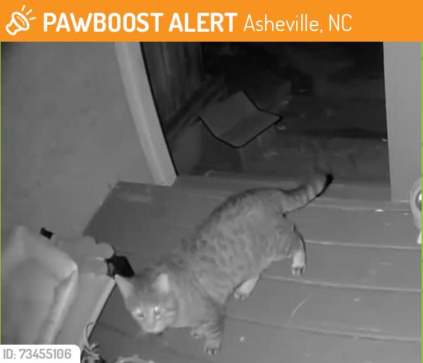Found/Stray Unknown Cat last seen Near Asheville middle school, Asheville, NC 28801