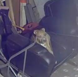 Reunited Male Dog last seen Off of 1098 County Rd, Kempner, TX 76539