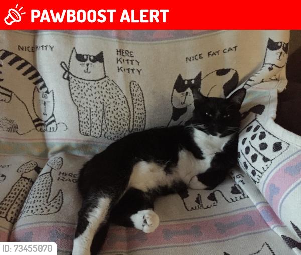 Lost Male Cat last seen Zebrafinch & Retriever Rd. Weeki Wachee FL. 34614, Hernando County, FL 34614