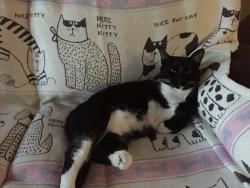Lost Male Cat last seen Zebrafinch & Retriever Rd. Weeki Wachee FL. 34614, Hernando County, FL 34614