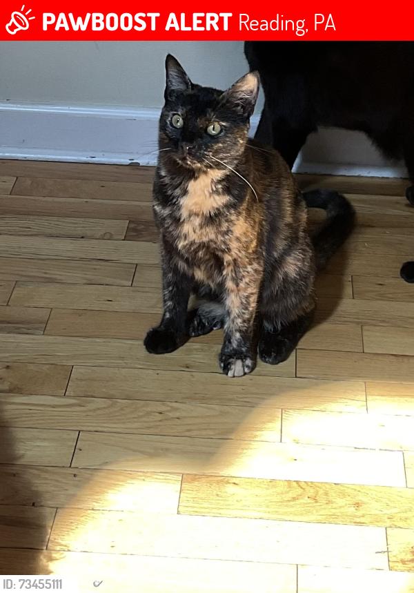 Lost Female Cat last seen 18th Cotton street, Muhlenberg street, Reading, PA 19602