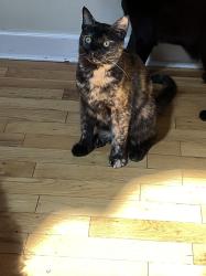 Lost Female Cat last seen 18th Cotton street, Muhlenberg street, Reading, PA 19602