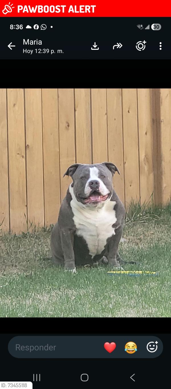 Lost Male Dog last seen Edmonton Alberta, Edmonton, AB T5W 2N6