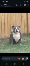 Lost Male Dog last seen Edmonton Alberta, Edmonton, AB T5W 2N6