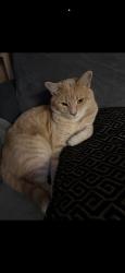 Reunited Male Cat last seen Near Winton Rd, Cincinnati, OH 45231, USA, Cincinnati, OH 45231