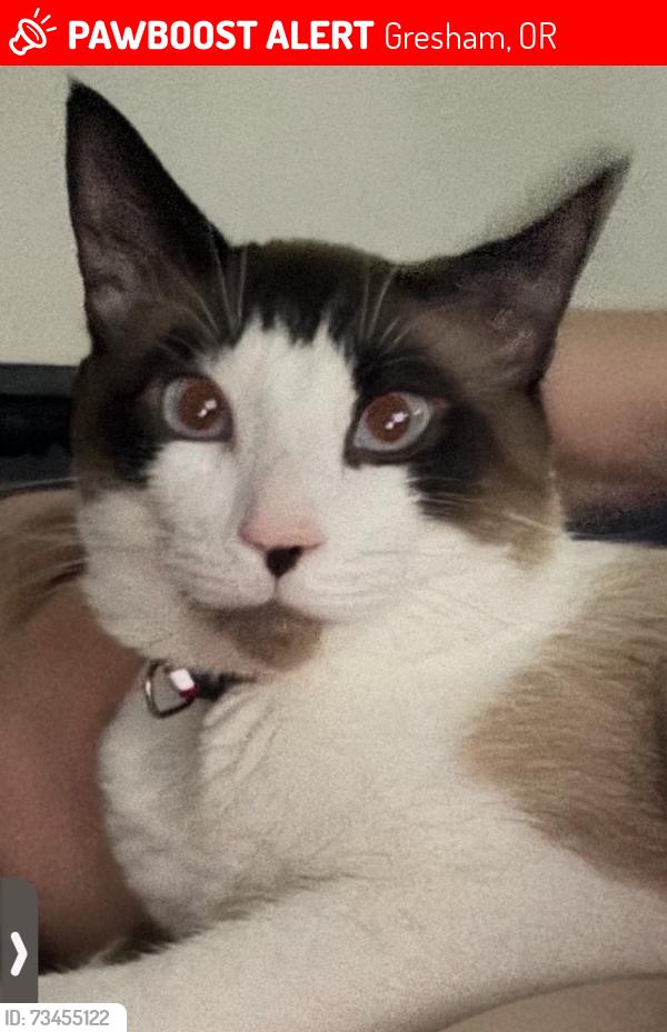 Lost Male Cat last seen SE 5th & Se Hogan, Gresham, OR 97080