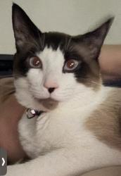 Lost Male Cat last seen SE 5th & Se Hogan, Gresham, OR 97080
