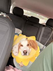 Reunited Male Dog last seen Jalee dr and sherman, Richmond, VA 23234