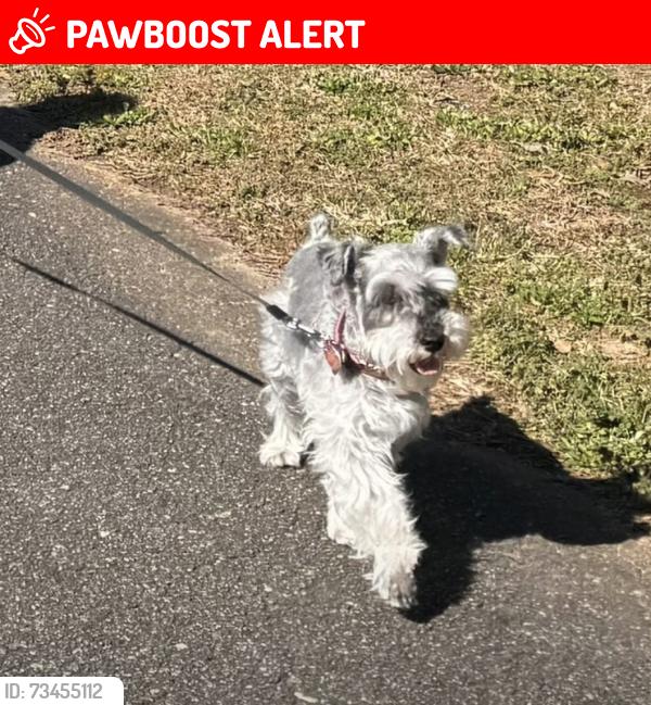 Lost Female Dog last seen golf view ct Dacula GA, Gwinnett County, GA 30019
