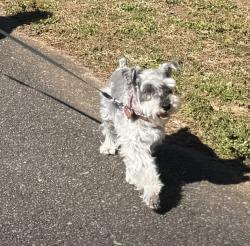 Lost Female Dog last seen golf view ct Dacula GA, Gwinnett County, GA 30019