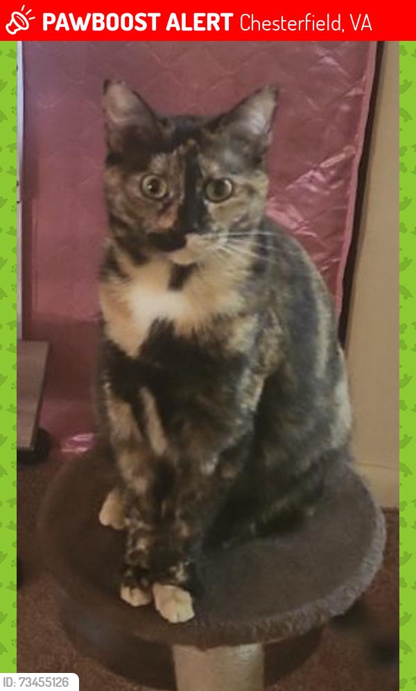 Lost Female Cat last seen Krause Rd, residential area, Chesterfield, VA 23832