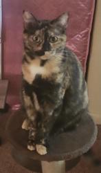 Lost Female Cat last seen Krause Rd, residential area, Chesterfield, VA 23832