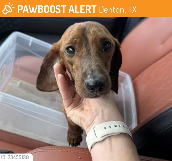 Found/Stray Male Dog last seen Intersection 380 and Thomas J Egan., Denton, TX 76207