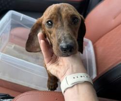 Found/Stray Male Dog last seen Intersection 380 and Thomas J Egan., Denton, TX 76207